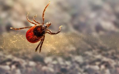 Febre maculosa faz novas vítimas na Grande BH