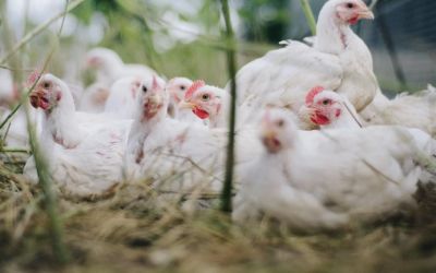 Minas decreta emergência sanitária por surto de gripe aviária