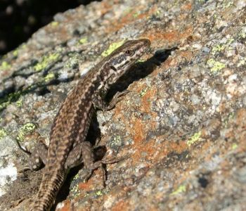 Discreta e eficiente, lagartixa africana conquista os lares brasileiros