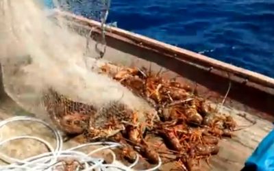 Nova norma pode mudar pesca de lagosta com mergulho no Brasil
