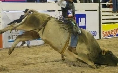 Justiça de MG impede realização de rodeios e eventos com animais em cidade do interior