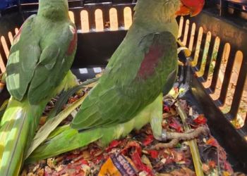  Papagaio ameaçado de extinção é resgatado em cativeiro com outras três aves em Santa Bárbara do Leste