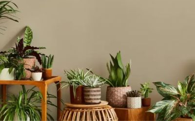 7 plantas que atuam como repelentes naturais contra mosquitos