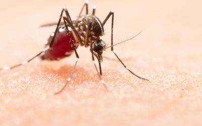  Mortes por dengue em MG sobem 28% em uma semana e chegam a 18
