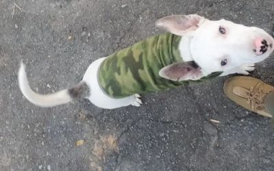 Mulher é presa em MG após agredir filhote de pitbull em praça pública