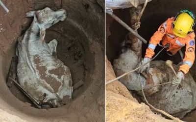  Vaca cai em cisterna e é resgatada pelo Corpo de Bombeiros em Caratinga