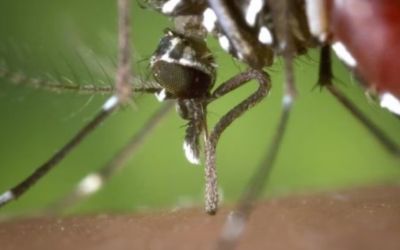 Anvisa aprova primeira vacina brasileira de dose única contra a dengue para pessoas de 2 a 59 anos