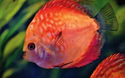 Exportação de peixes ornamentais ao Uruguai é liberada