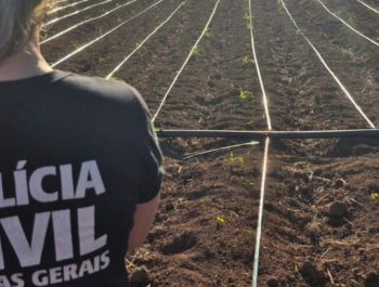 Polícia Civil localiza 4º ponto de plantio ilegal de cannabis na zona rural de Unaí