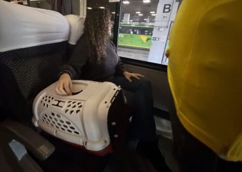 Minas libera viagens com pets em ônibus intermunicipais a partir de sexta-feira