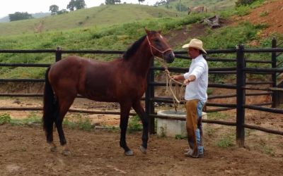 Sistema Faemg Senar promove 47 cursos gratuitos para o meio rural até sábado