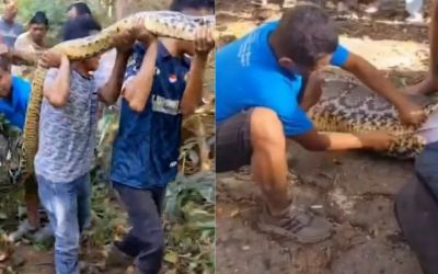Homem é encontrado morto dentro de cobra píton de 8 metros na Indonésia