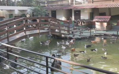 Operação do MPMG resgata mais de 160 animais e prende responsável por local em Ribeirão das Neves