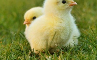 Projeto tenta proibir trituração de pintinhos vivos no Brasil