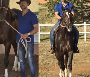 Rações intoxicadas levam à morte de mais de 240 cavalos no Brasil; um deles valia R$ 12 milhões