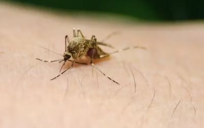 Brasil enfrenta surto de febre amarela com 47 mortes em 2025