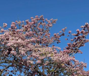 Ipês floridos encantam moradores e colorem Ipatinga na primavera