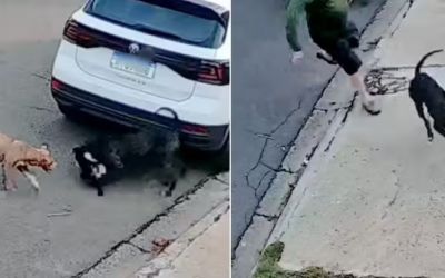 Cachorrinha vira-lata é atacada por pitbulls durante passeio