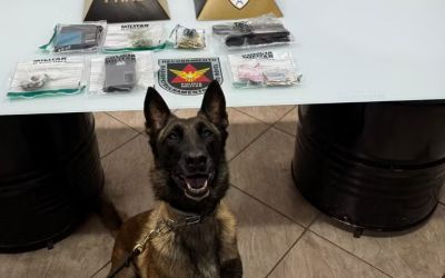  Cadela auxilia em prisão de suspeito e apreensão de drogas, celulares, arma e dinheiro em Governador Valadares