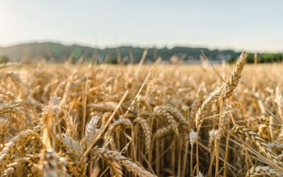 ANP autoriza primeira usina de etanol de trigo do Brasil no Rio Grande do Sul