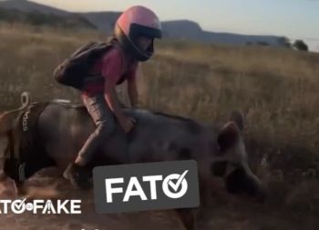  Vídeo de menino montado em porca é real e foi gravado no sertão de Alagoas
