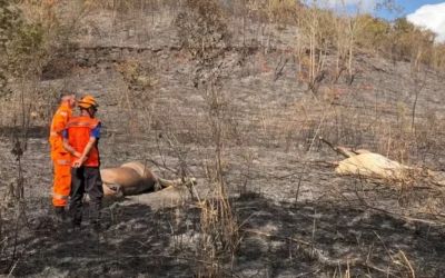 Cavalos morrem eletrocutados após incêndio comprometer rede elétrica em Timóteo