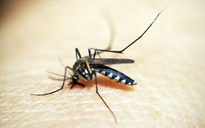 SES-MG investiga morte suspeita por dengue em Bom Jesus do Galho
