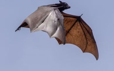   Raposa-voadora: conheça o morcego 'gigante' ligado ao vírus Nipah e entenda os riscos para o Brasil